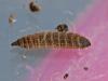 Chloromyia formosa